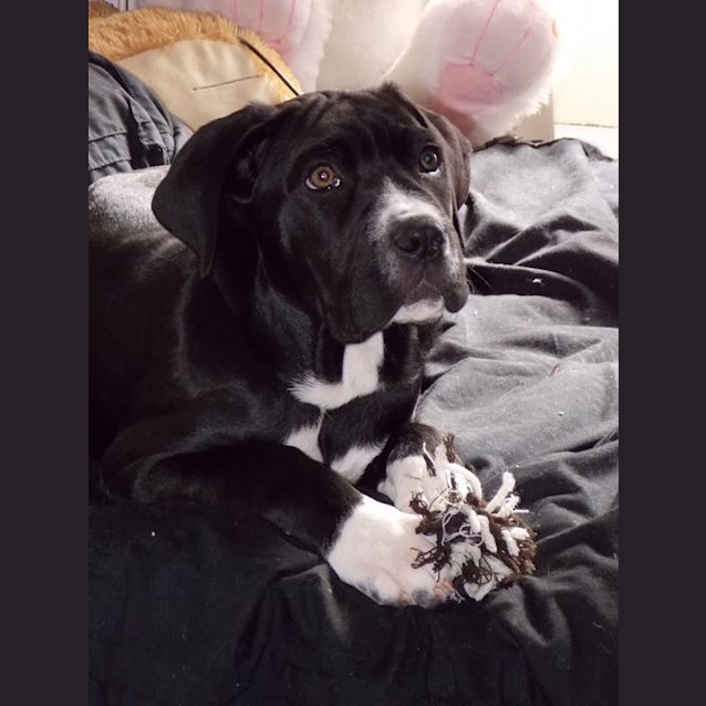 Photo of Ashi