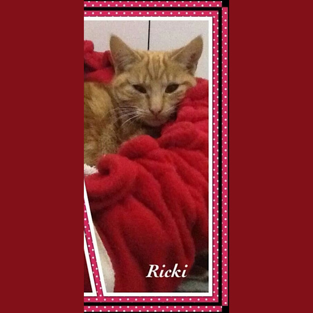 Photo of Ricki (Ready To Go)