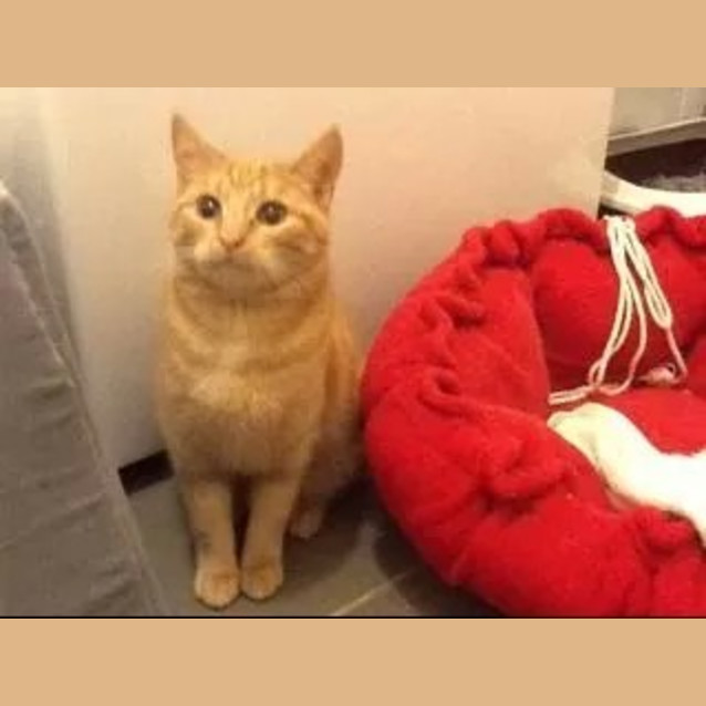 Photo of Ricki (Ready To Go)