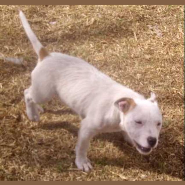 Photo of Taco