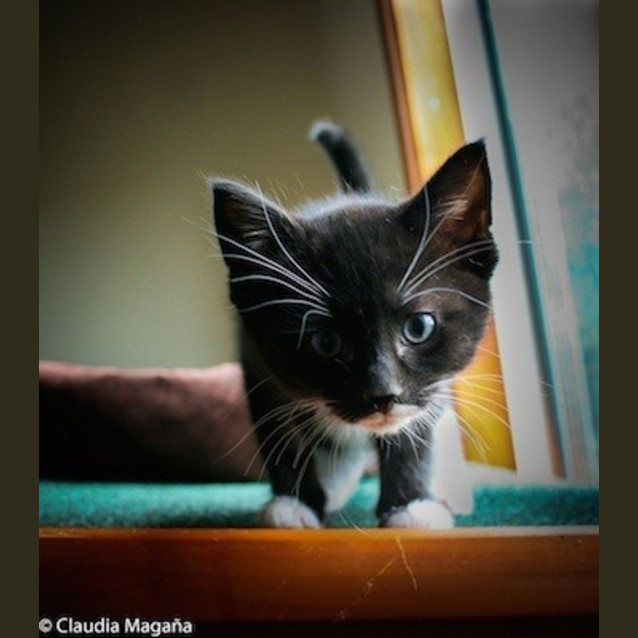 Photo of Bandit (Ec0057)