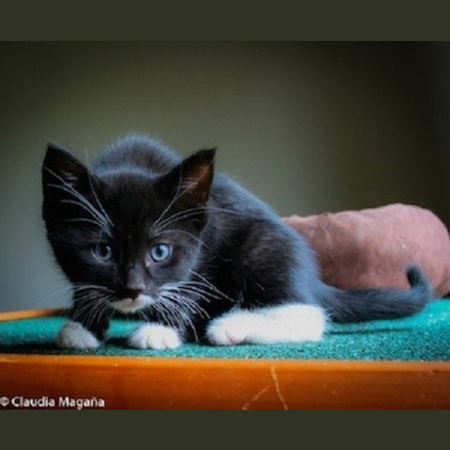 Photo of Bandit (Ec0057)