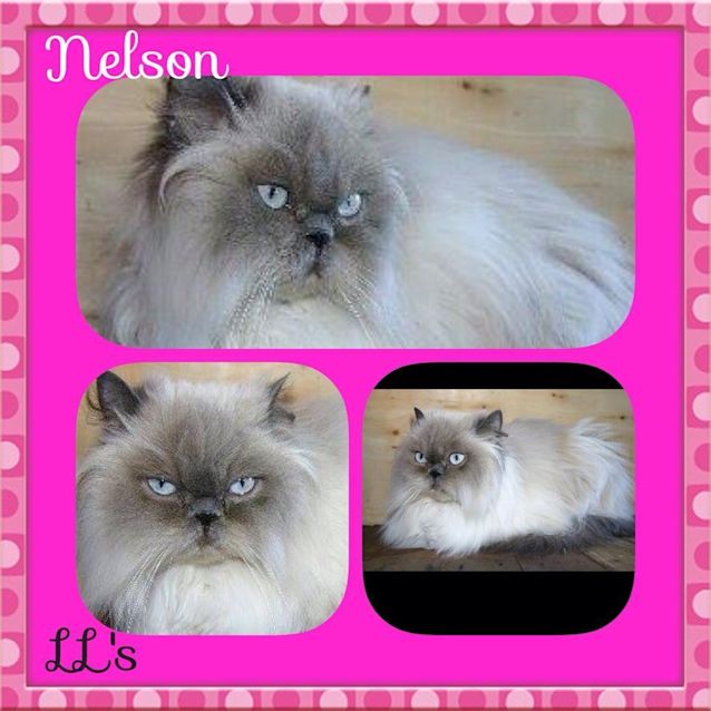 Photo of Nelson