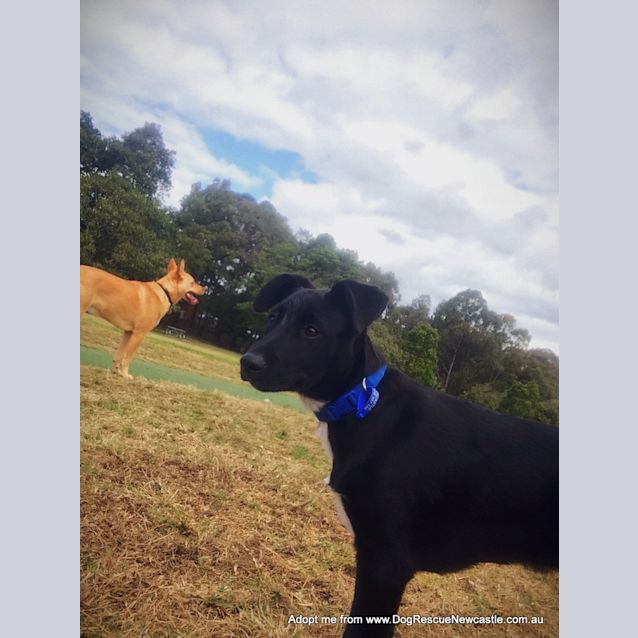 Photo of Darth (Adopted 10/2014) ~ Lab X Kelpie Puppy