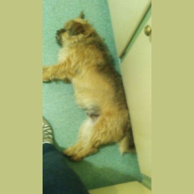 Photo of Meeko (On Trial 31/8/14)