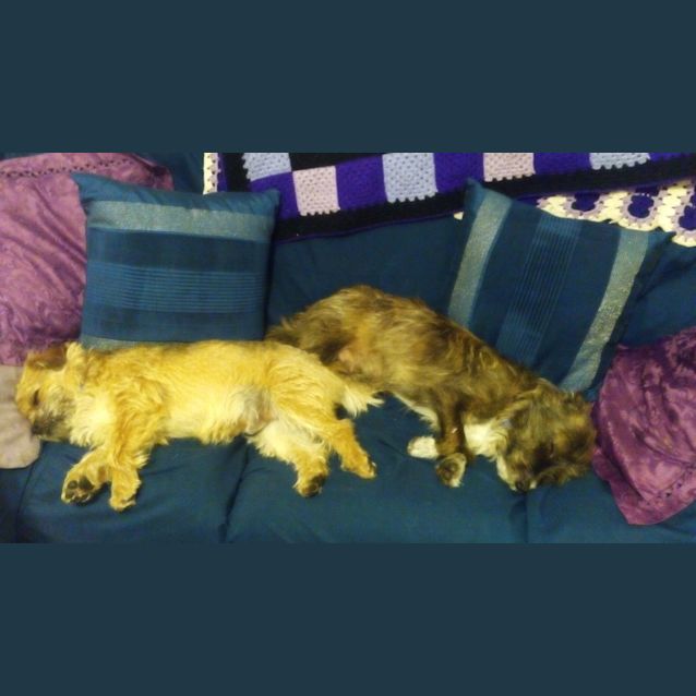 Photo of Meeko (On Trial 31/8/14)