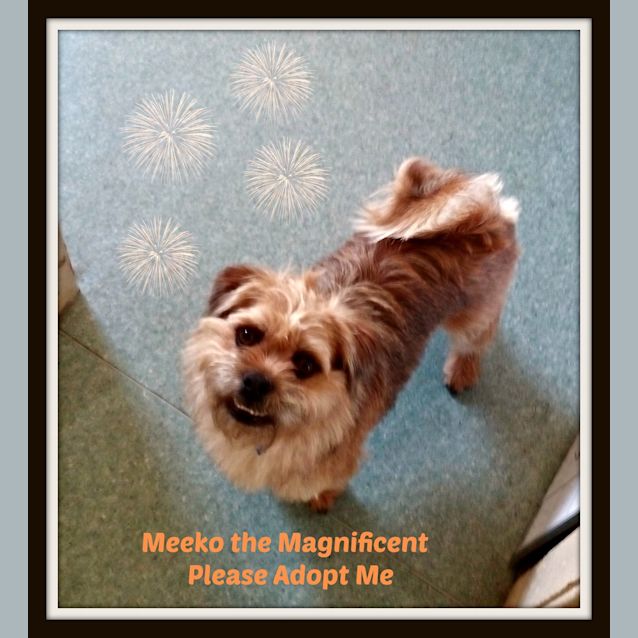 Photo of Meeko (On Trial 31/8/14)