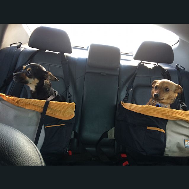 Photo of Tilly (On Trial 28/9/14)