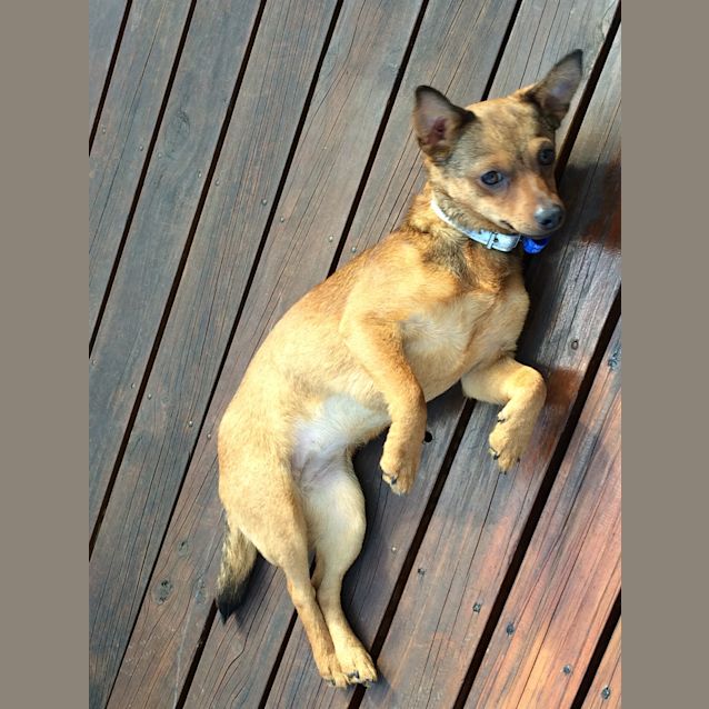 Photo of Tilly (On Trial 28/9/14)