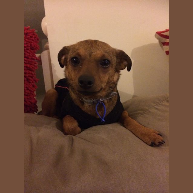 Photo of Tilly (On Trial 28/9/14)