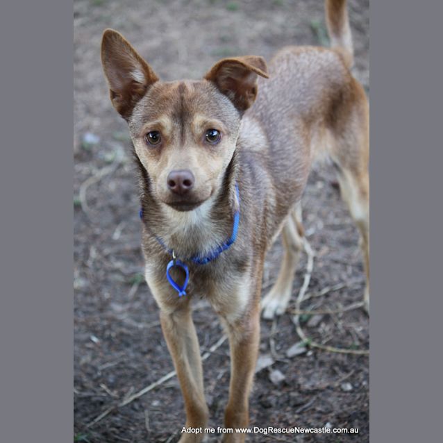 Photo of Cheech (On Trial 23/9/14)