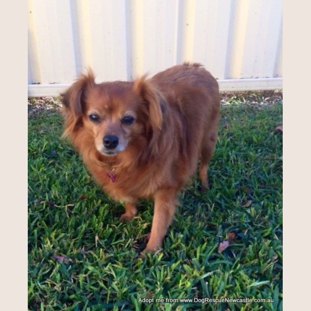 Photo of Tiny Tot (On Trial 19/10/14) ~ Tibetan Spaniel