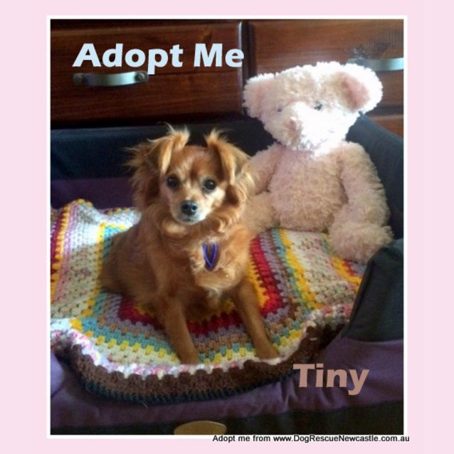 Photo of Tiny Tot (On Trial 19/10/14) ~ Tibetan Spaniel
