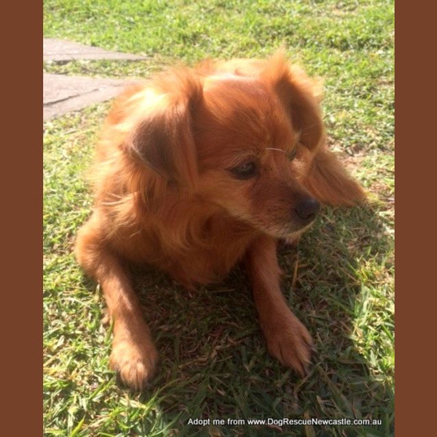 Photo of Tiny Tot (On Trial 19/10/14) ~ Tibetan Spaniel
