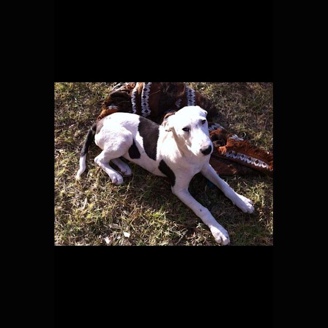 Photo of Daisy (Greyhound Puppy)