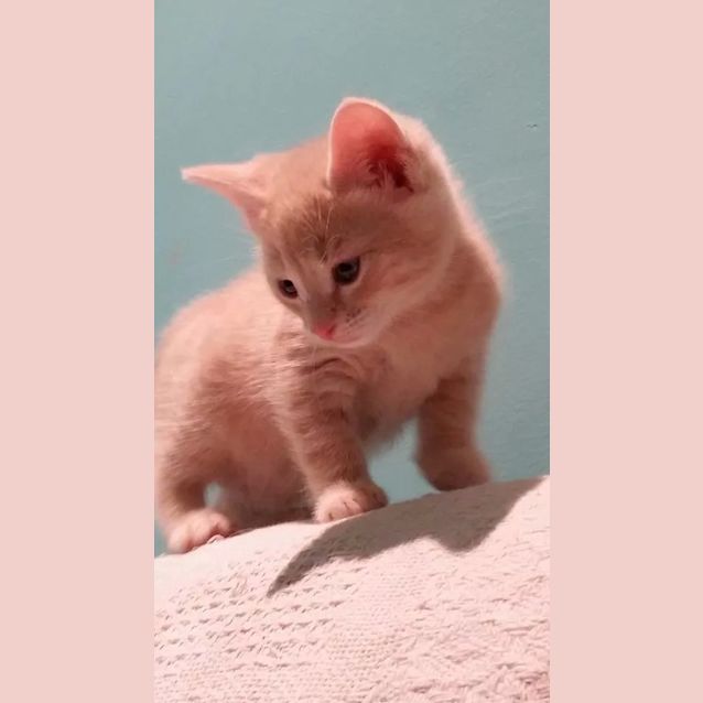 Photo of Bam Bam (Has A Meet A Greet)