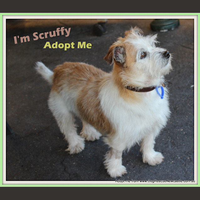 Photo of Scruffy (On Trial 30/8/14)