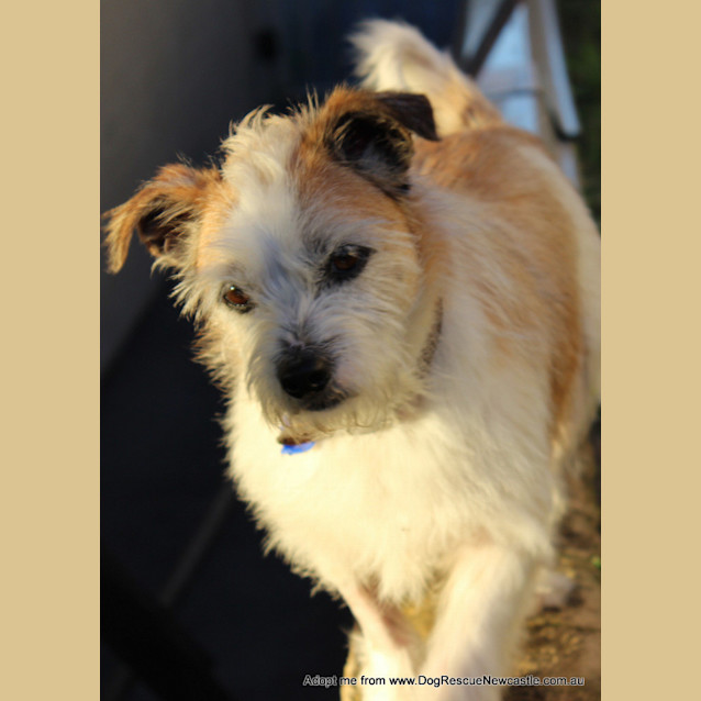 Photo of Scruffy (On Trial 30/8/14)