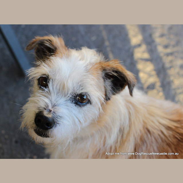 Photo of Scruffy (On Trial 30/8/14)