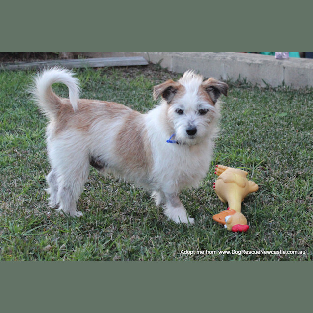 Photo of Scruffy (On Trial 30/8/14)