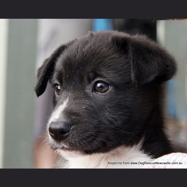 Photo of Puppy Elliott (On Trial 13/9/14)