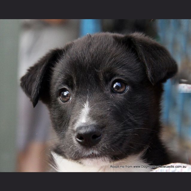 Photo of Puppy Elliott (On Trial 13/9/14)