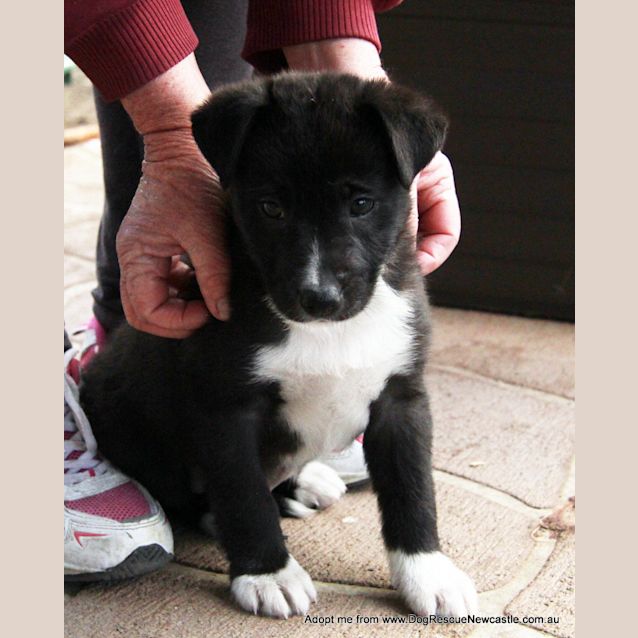 Photo of Puppy Elliott (On Trial 13/9/14)