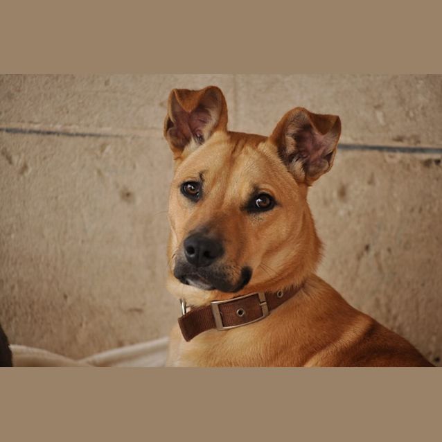 Photo of Sasha (D733)