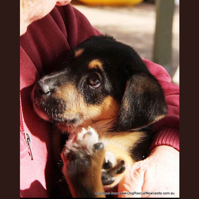 Photo of Puppy Miranda (On Trial 30/8/14)