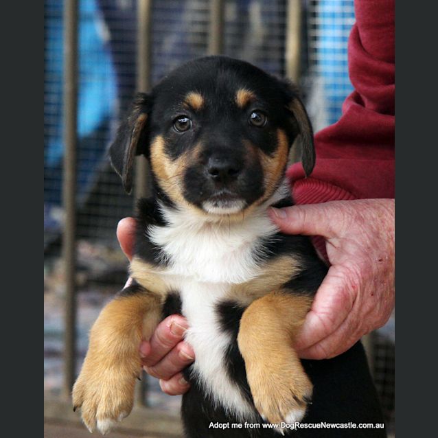 Photo of Puppy Miranda (On Trial 30/8/14)