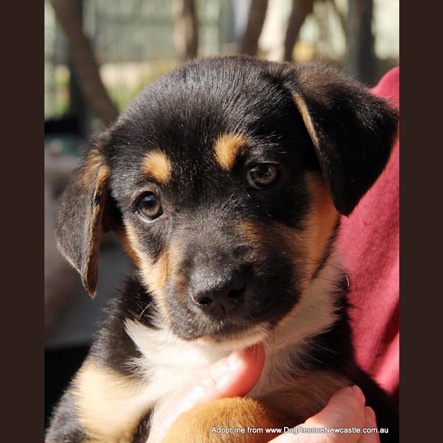 Photo of Puppy Miranda (On Trial 30/8/14)