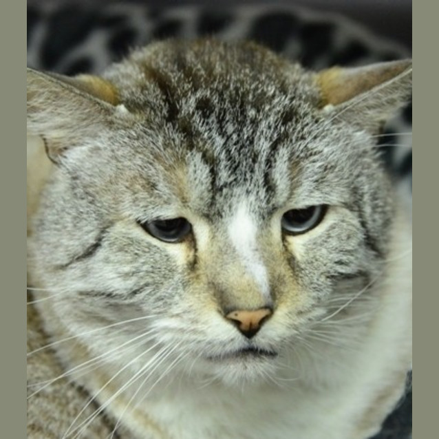 Photo of Thor