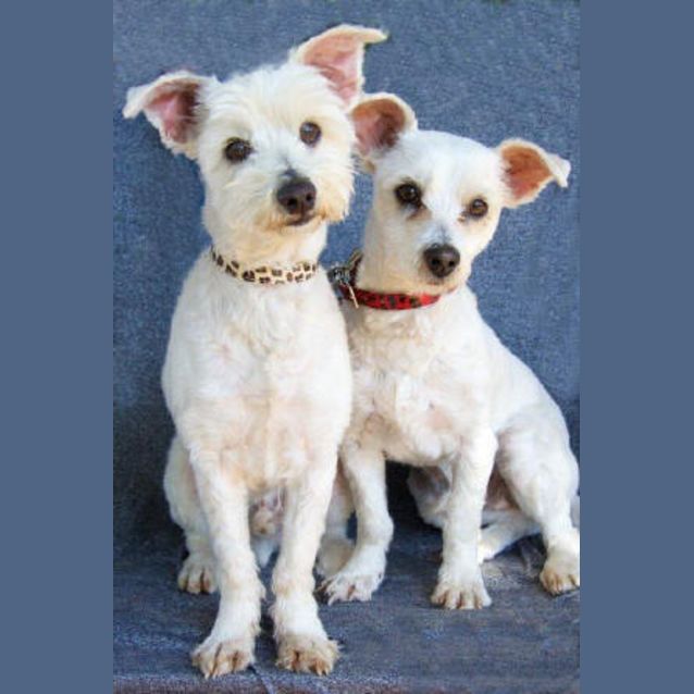 Photo of Dad And Dave