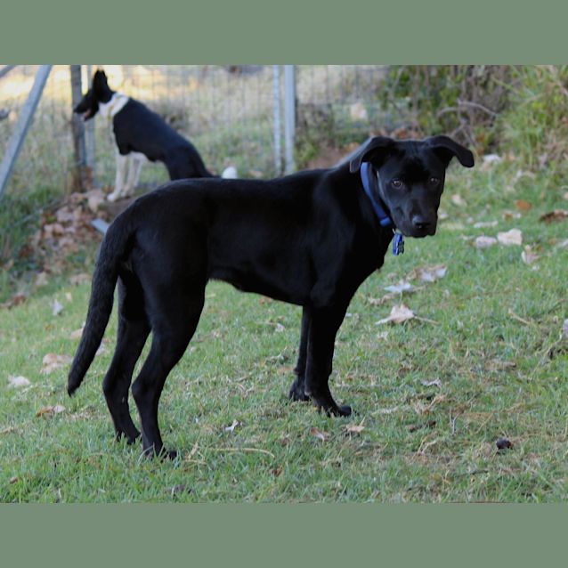 Photo of Pepper (On Trial 15/9/14)