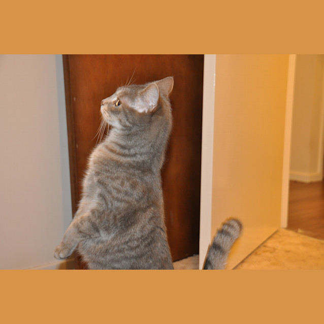 Photo of Stella *Discounted For September*