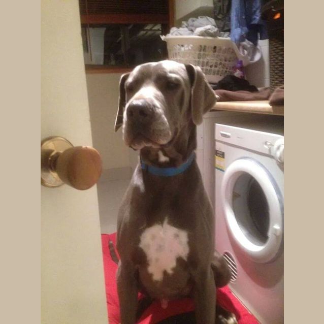 Photo of Sadie