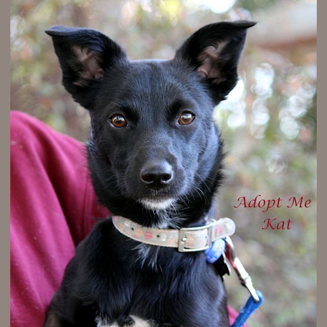 Photo of Kat, Kelpie X (On Trial 31/10/14 W Willow)