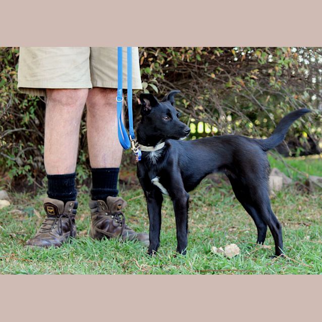 Photo of Kat, Kelpie X (On Trial 31/10/14 W Willow)