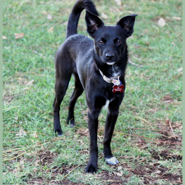 Photo of Kat, Kelpie X (On Trial 31/10/14 W Willow)
