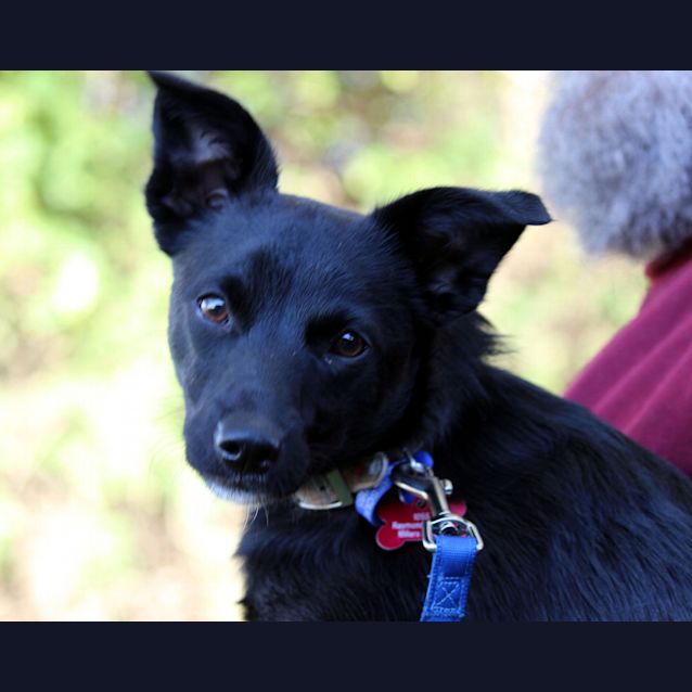 Photo of Kat, Kelpie X (On Trial 31/10/14 W Willow)