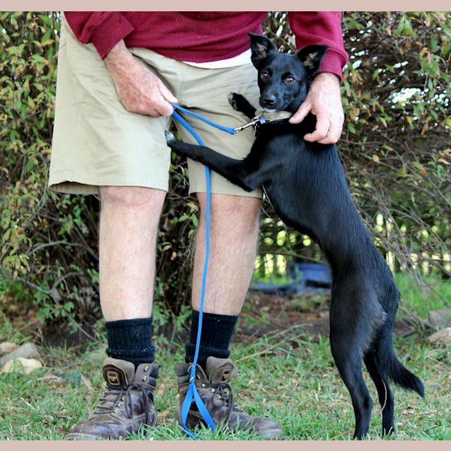 Photo of Kat, Kelpie X (On Trial 31/10/14 W Willow)