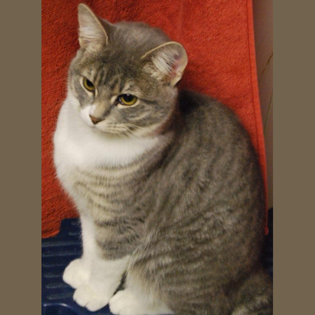 Photo of Banjo