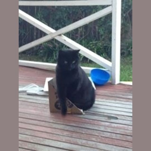 Photo of Carlos (The Pet House, Westfield Tuggerah)