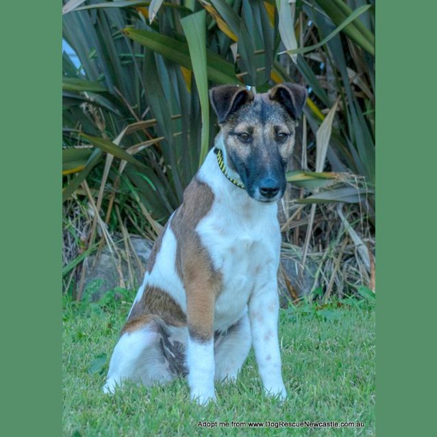 Photo of Roxy, Purebred Fox Terrier (On Trial 30/8/14)