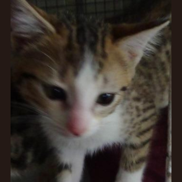 Photo of Delilah