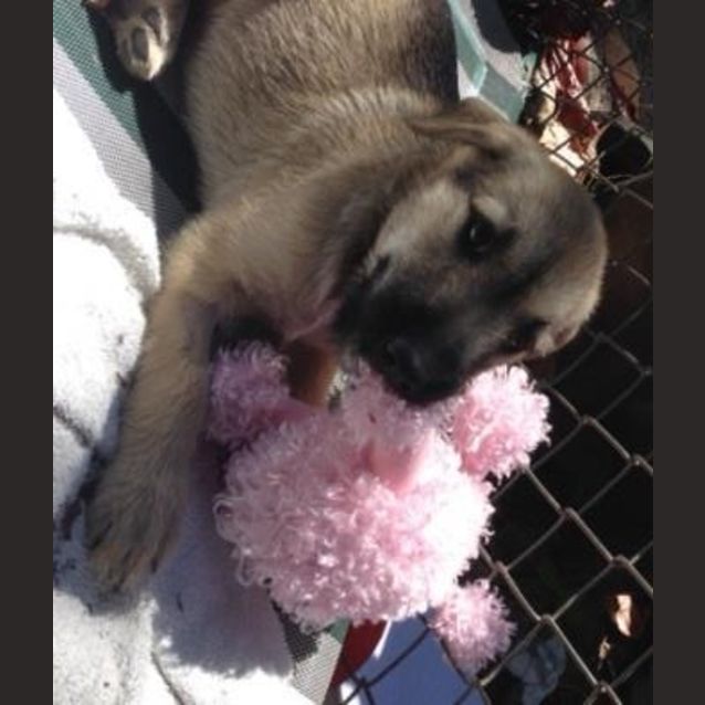 Photo of Olive
