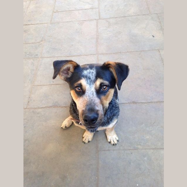 Photo of Bluey