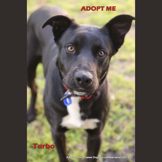 Photo of Turbo (Adopted By Carer Linda G)  ~ Kelpie X