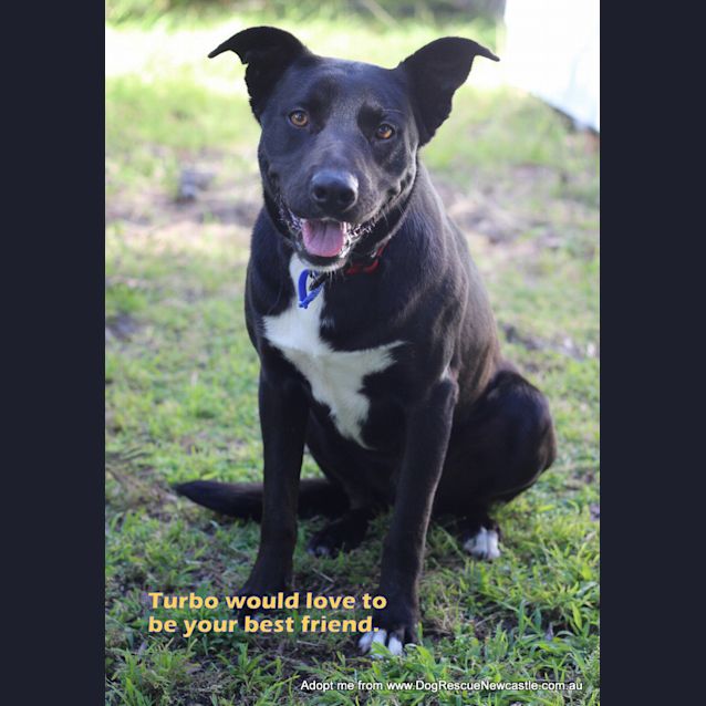 Photo of Turbo (Adopted By Carer Linda G)  ~ Kelpie X