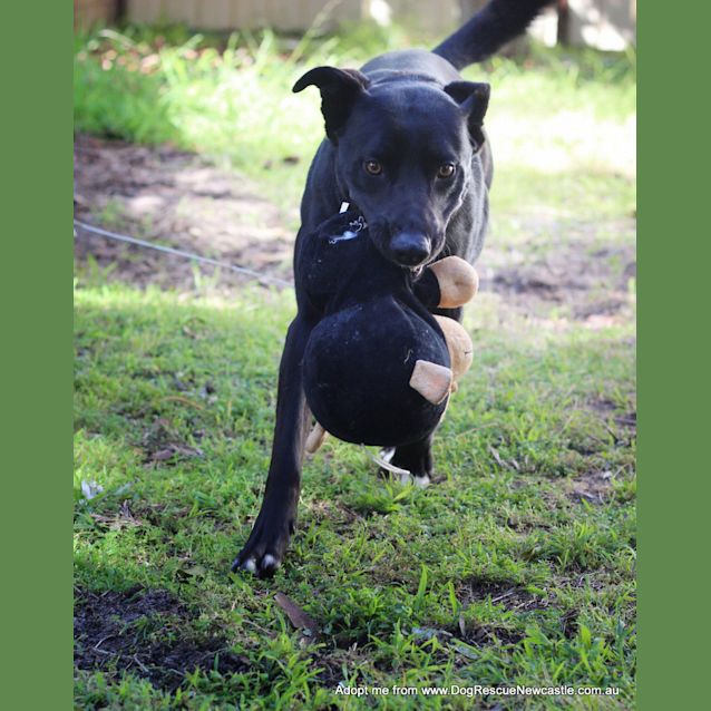 Photo of Turbo (Adopted By Carer Linda G)  ~ Kelpie X